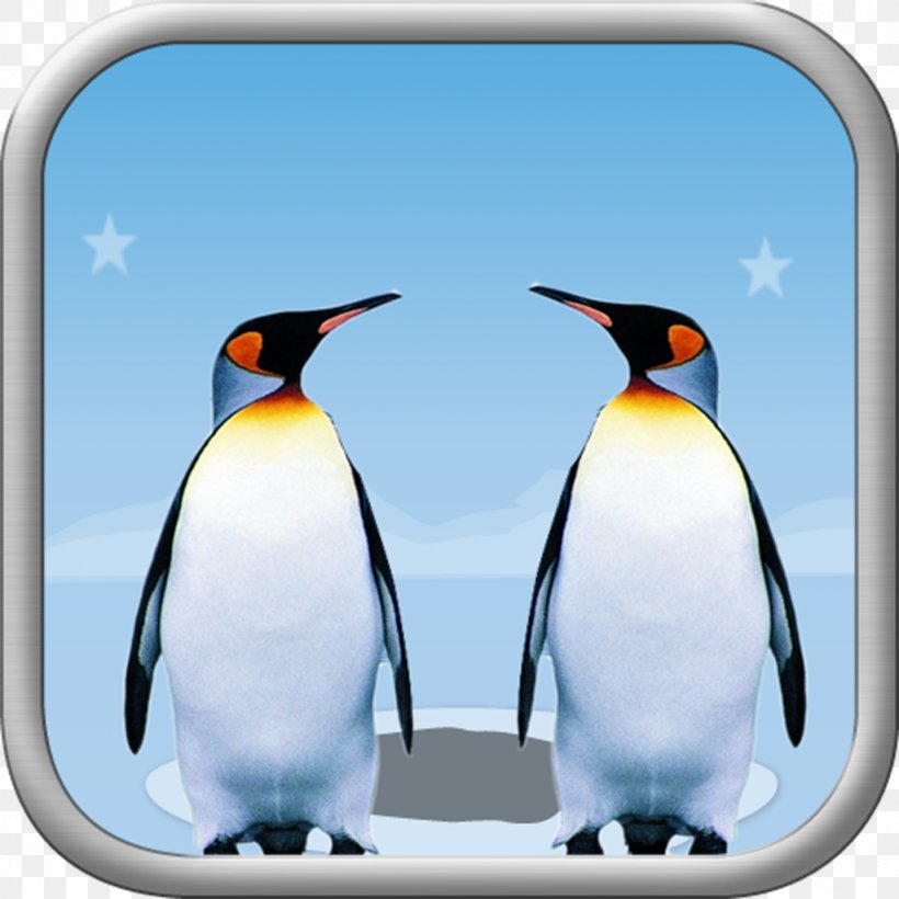 King Penguin Beak, PNG, 1024x1024px, King Penguin, Beak, Bird, Flightless Bird, Penguin Download Free
