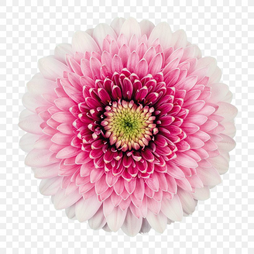Transvaal Daisy Mans Allure Gerbera Mans Flowers Floristry, PNG, 1280x1280px, Transvaal Daisy, Artificial Flower, Assortment Strategies, Aster, Barberton Daisy Download Free