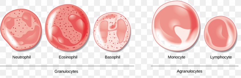 Red Blood Cell Agranulocyte White Blood Cell, PNG, 1123x368px, Blood Cell, Beauty, Biology, Blood, Blood Plasma Download Free