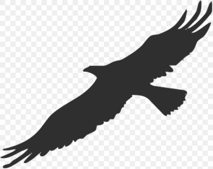 Bird Bald Eagle Silhouette Clip Art, PNG, 1280x1015px, Bird, Accipitriformes, Bald Eagle, Beak, Bird Of Prey Download Free