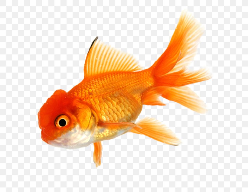 Common Goldfish Royalty-free Aquarium Clip Art, PNG, 635x635px, Common Goldfish, Aquarium, Bony Fish, Fauna, Feeder Fish Download Free