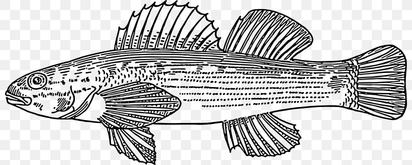 Fish Actinopterygii Clip Art, PNG, 800x330px, Fish, Actinopterygii, Animal Figure, Artwork, Black And White Download Free