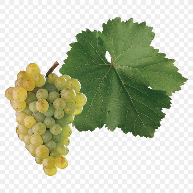 Sultana Neuburger Grape Wine Sangiovese, PNG, 1600x1600px, Sultana, Food, Fruit, Grape, Grape Leaves Download Free