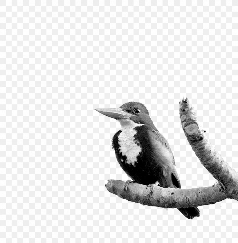 Beak Black & White, PNG, 880x900px, Beak, Bird, Black White M, Blackandwhite, Coraciiformes Download Free