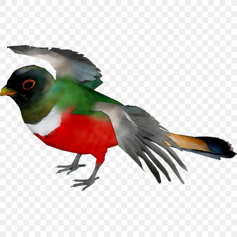 Beak Fauna Feather Cuckoos, PNG, 1328x1328px, Beak, Bird, Cuckoos, Fauna, Feather Download Free