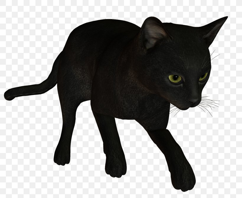 Black Cat Bombay Cat Korat Havana Brown Burmese Cat, PNG, 800x673px, Black Cat, Asian, Black, Black Panther, Bombay Download Free