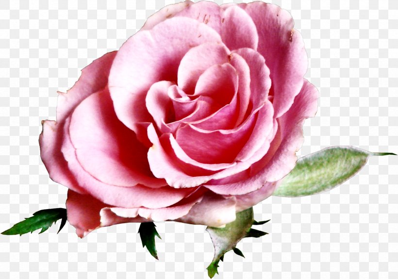 Flower Beach Rose Blog Garden Roses, PNG, 1690x1186px, Flower, Beach Rose, Blog, Cut Flowers, Data Download Free