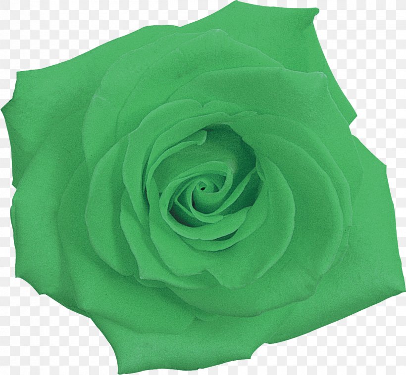 Garden Roses Cut Flowers Petal Green, PNG, 1200x1112px, Garden Roses, Cut Flowers, Flower, Flowering Plant, Garden Download Free
