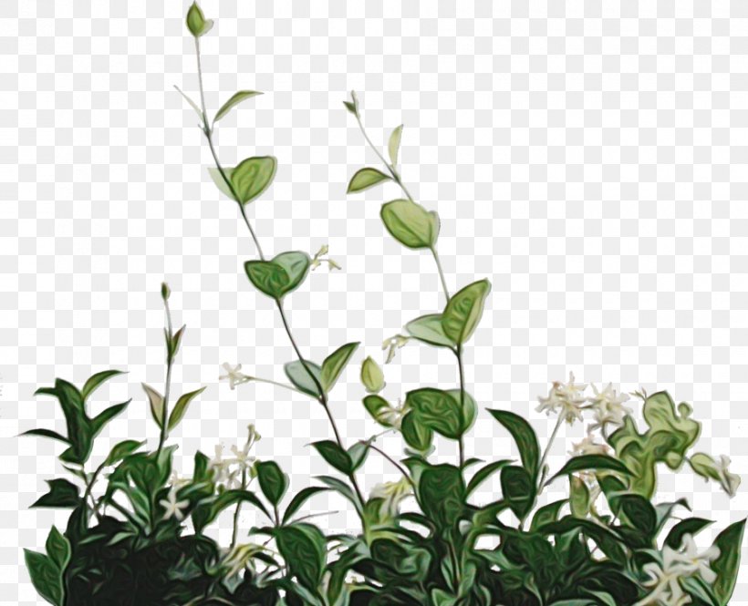 Green Leaf Background, PNG, 900x730px, Flower, Color, Drawing, Green, Leaf Download Free