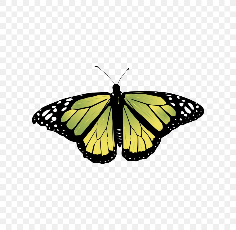 Monarch Butterfly Insect Vector Graphics Image, PNG, 800x800px, Butterfly, Arthropod, Brushfooted Butterfly, Butterfly Gardening, Insect Download Free