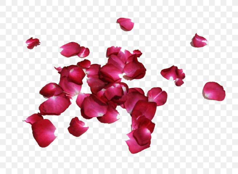 Petal Rose Flower Image Red, PNG, 750x600px, Petal, Chart, Color, Description, Flower Download Free