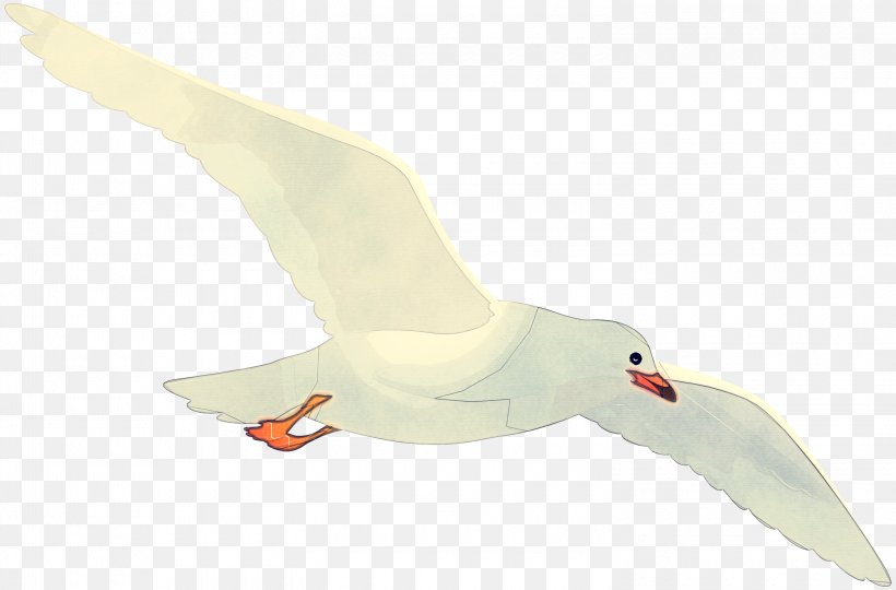 Bird White Gull Beak Goose, PNG, 3000x1978px, Bird, Beak, European Herring Gull, Goose, Gull Download Free