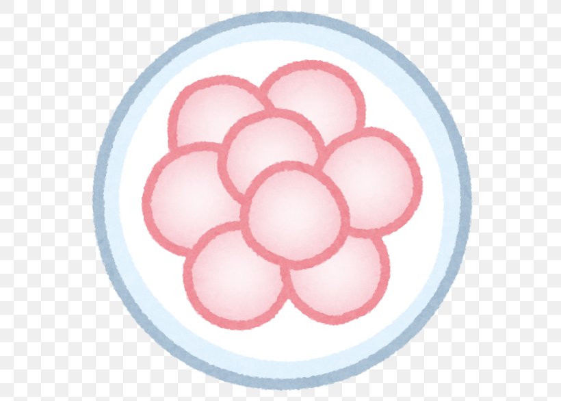 Zygote Fertilisation Egg Cell Egg Cell, PNG, 586x586px, Zygote, Cell, Cell Division, Egg, Egg Cell Download Free