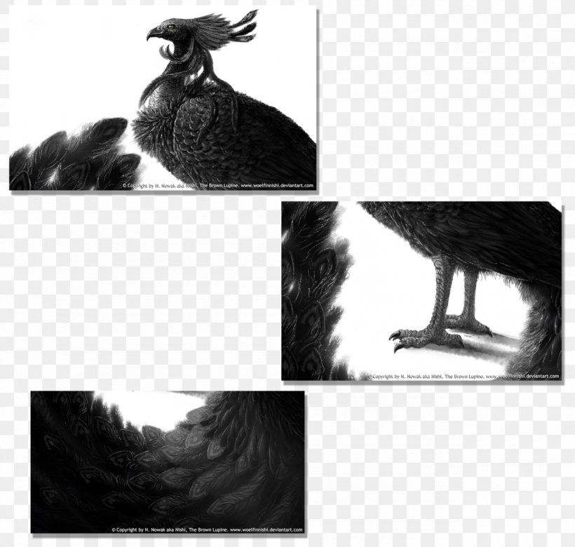 Beak Fauna Fur Feather, PNG, 1280x1219px, Beak, Bird, Black And White, Fauna, Feather Download Free
