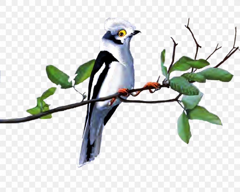 Bird Goose Clip Art, PNG, 999x799px, Bird, Animal, Beak, Bird Feeders, Branch Download Free