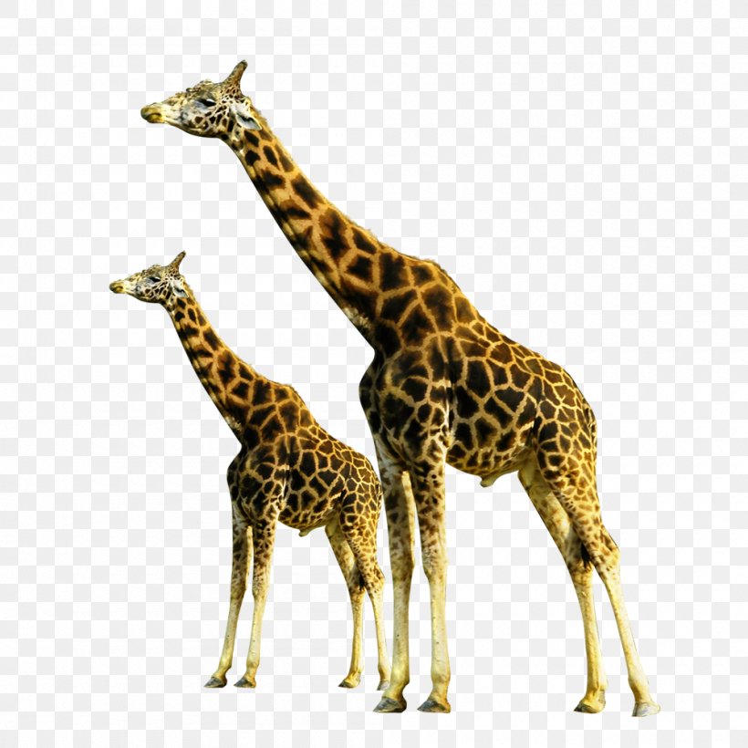 Giraffe Soil Neck, PNG, 1000x1000px, Giraffe, Animal, Child, Fauna, Giraffidae Download Free