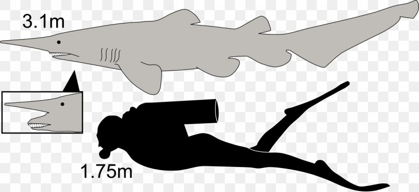 Goblin Shark Scapanorhynchus Goblin Shark Deep Sea, PNG, 1200x553px, Shark, Ampullae Of Lorenzini, Animal, Basking Shark, Black And White Download Free