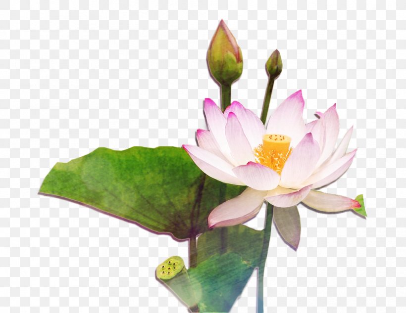 Nelumbo Nucifera Flower Lotus Seed, PNG, 1013x783px, Nelumbo Nucifera, Aquatic Plant, Bud, Flora, Floral Design Download Free