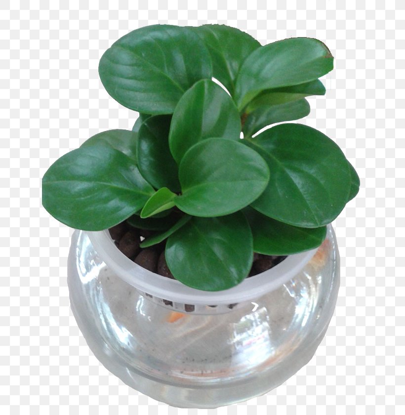 Plant Hydroponics Laceleaf Computer File, PNG, 650x840px, Plant, Air, Flowerpot, Gratis, Herb Download Free