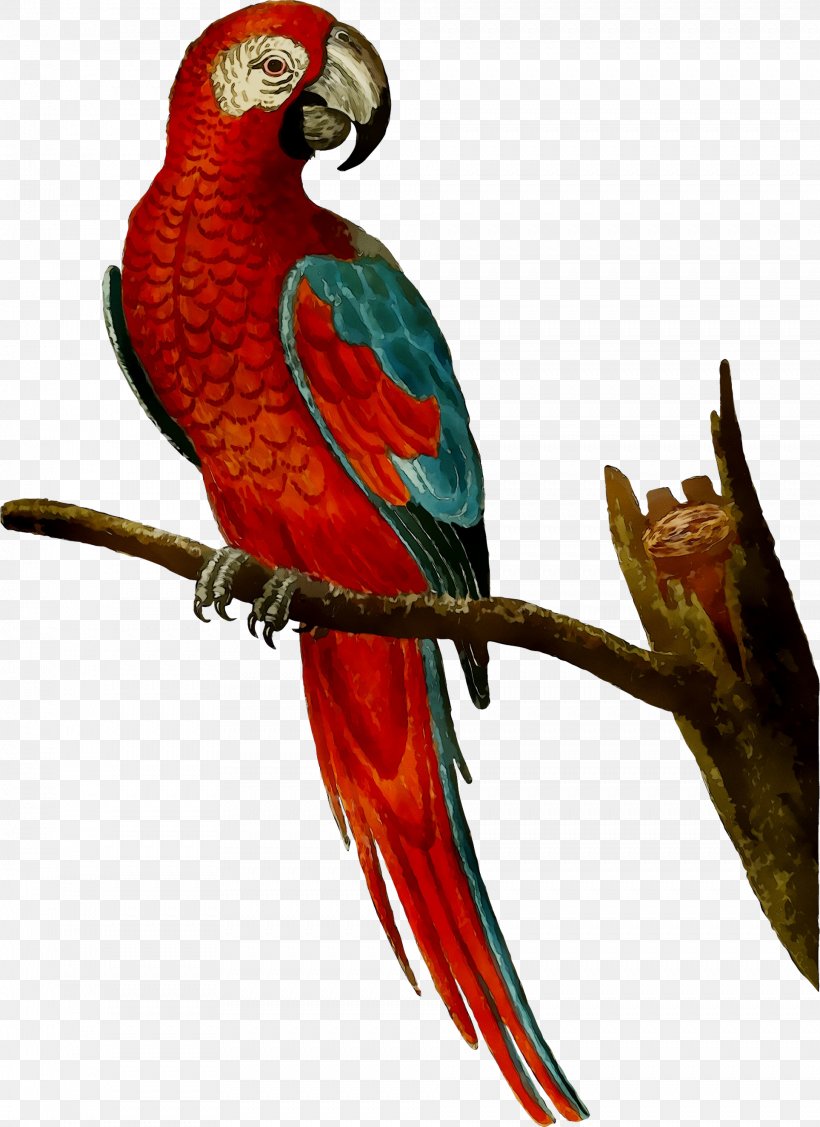 Amazon Parrot Bird Macaw Mug, PNG, 1927x2649px, Parrot, Amazon Parrot, Art, Beak, Bird Download Free