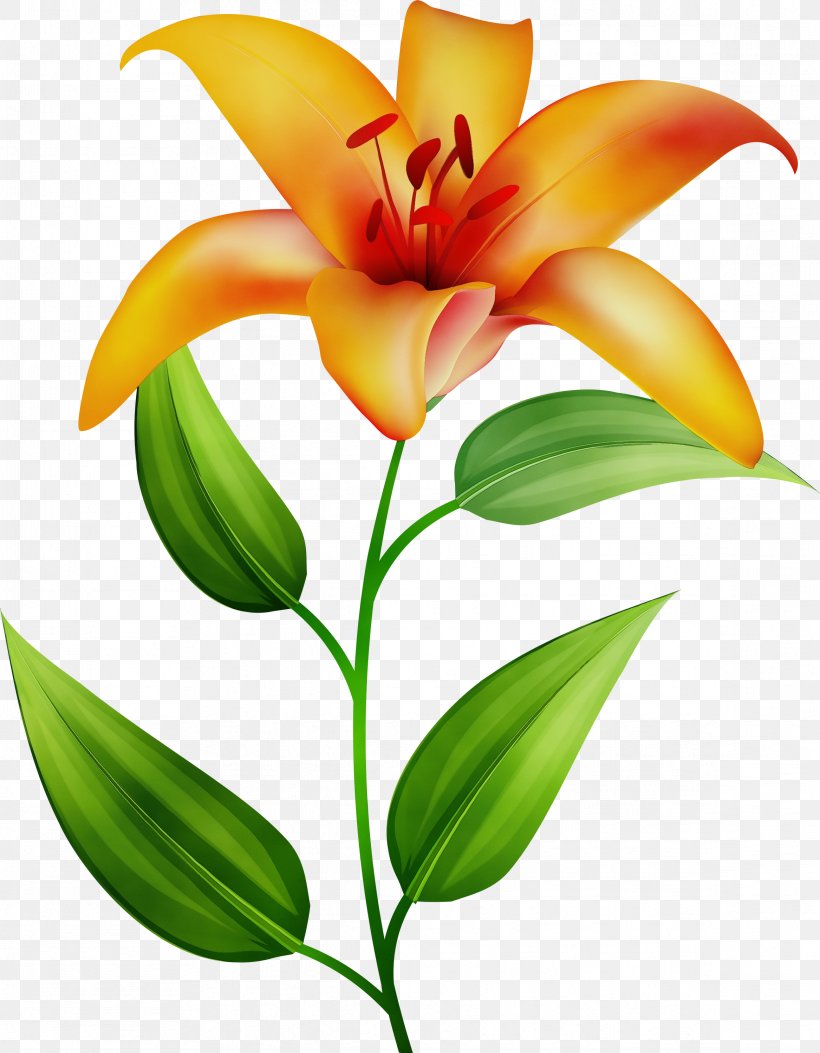 Orange, PNG, 2334x3000px, Watercolor, Daylily, Flower, Lily, Orange Download Free