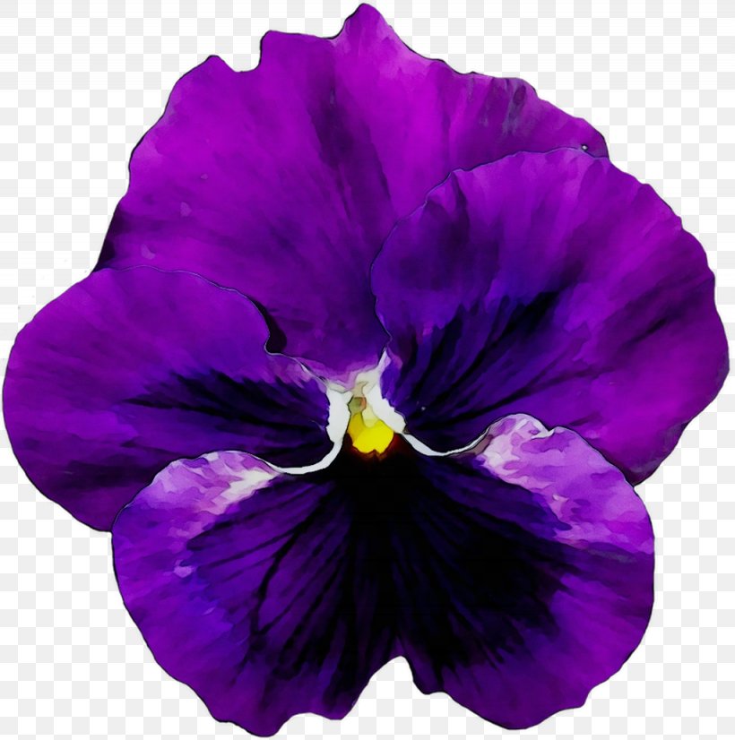 Pansy Flower Violet Image, PNG, 1025x1033px, Pansy, Blue Rose, California Golden Violet, Floral Design, Flower Download Free