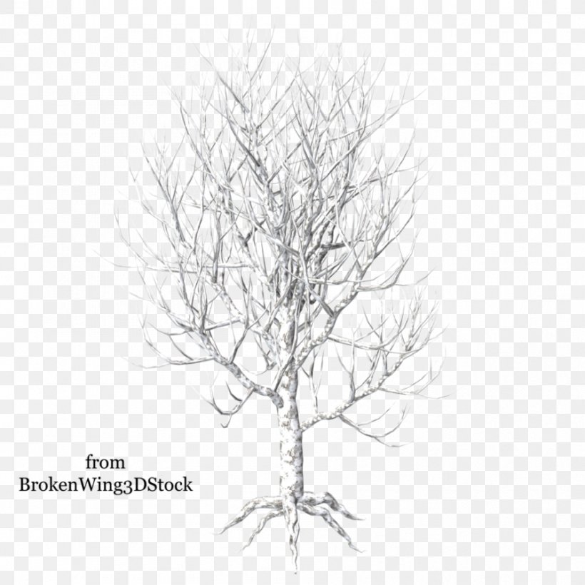 Paper Birch Tree Winter Branch, PNG, 894x894px, Paper Birch, Birch, Black And White, Branch, Drawing Download Free