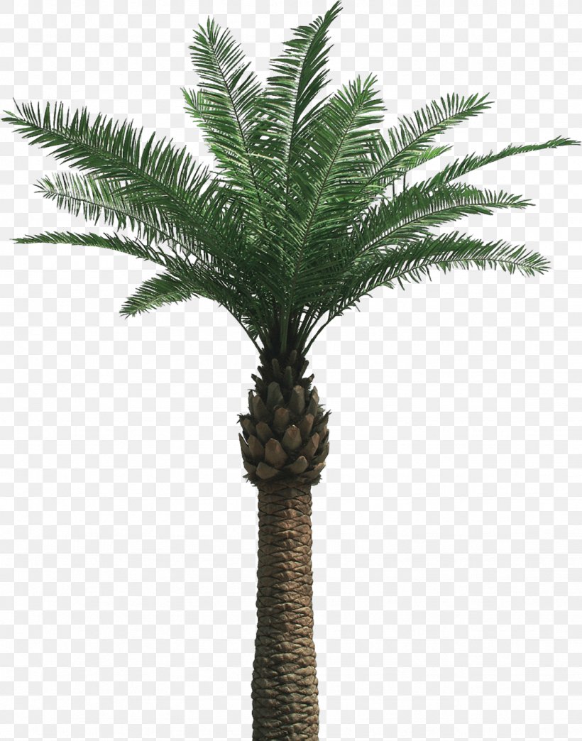 Arecaceae Tree, PNG, 1129x1438px, Arecaceae, Arecales, Borassus Flabellifer, Coccothrinax Crinita, Date Palm Download Free