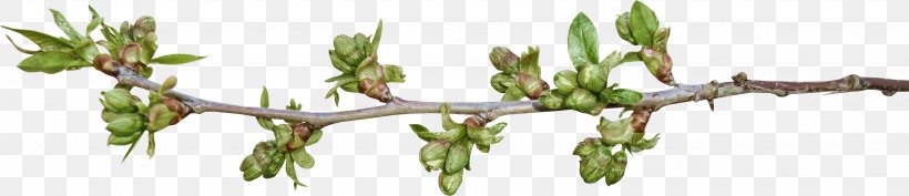 Bud Plant Stem Cut Flowers Leaf, PNG, 3026x655px, Bud, Advertising, Apples, Author, Branch Download Free