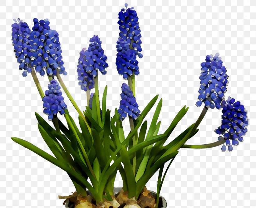English Lavender Cut Flowers Hyacinth Bluebonnet, PNG, 1548x1260px, English Lavender, Aquarium Decor, Bluebonnet, Cut Flowers, Delphinium Download Free