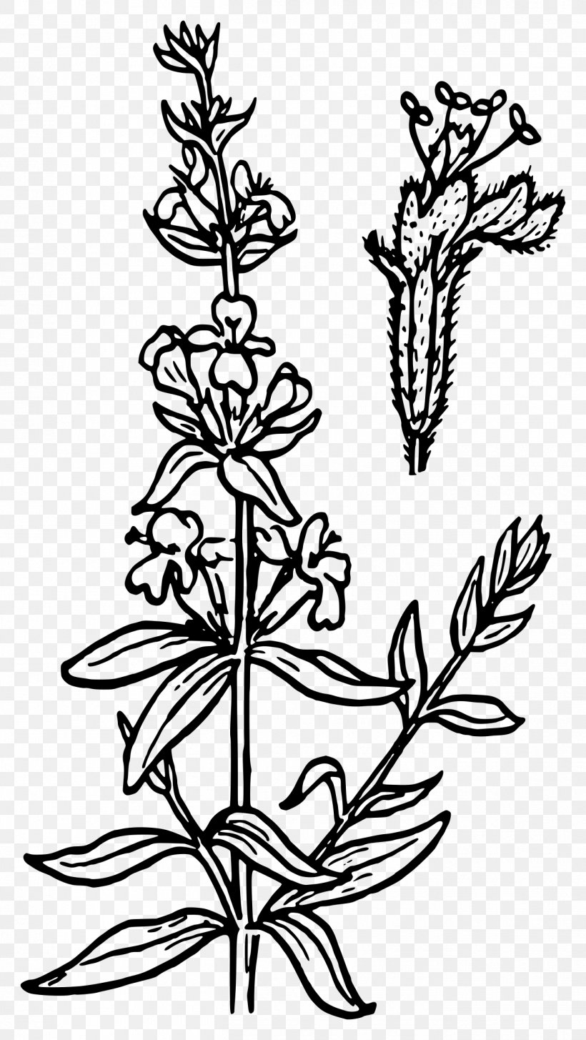 Hyssop Coloring Book Strawberry Clip Art, PNG, 1352x2400px, Hyssop, Art, Black And White, Branch, Color Download Free