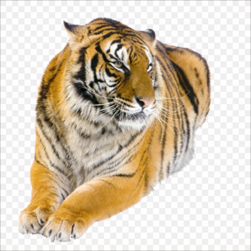 Boca Raton City Fish Market Gold Coast Tigress Tiger Bay Club, PNG, 1773x1773px, Boca Raton, Big Cats, Carnivoran, Cat Like Mammal, Company Download Free