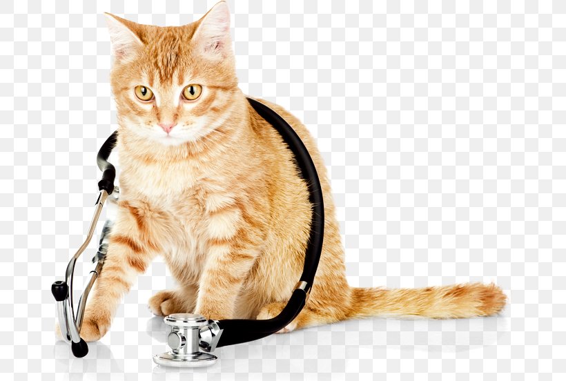 Cat Kitten Dog Veterinarian Veterinary Medicine, PNG, 673x552px, Cat, American Shorthair, Animal Er Of Sw Florida, Asian, Baldivis Vet Hospital Download Free