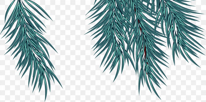 Fir Spruce Pine Twig Evergreen, PNG, 3500x1741px, Fir, Arecaceae, Arecales, Branch, Conifer Download Free