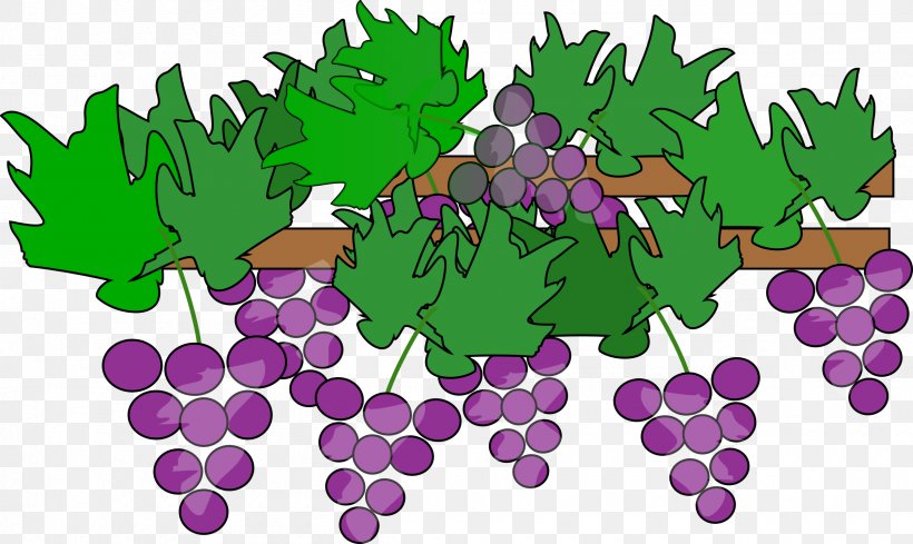 Red Wine Common Grape Vine Clip Art, PNG, 2400x1432px, Red Wine, Branch, Common Grape Vine, Flora, Flowering Plant Download Free