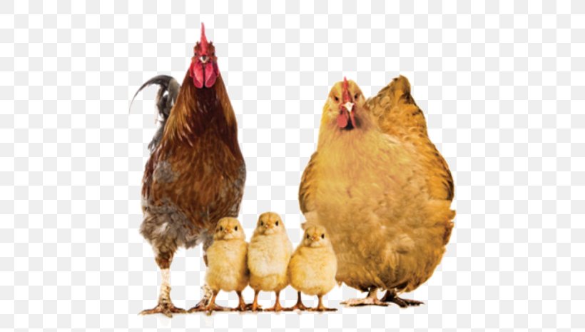Rooster Crispy Fried Chicken Buffalo Wing Barbecue Chicken, PNG, 600x465px, Rooster, Barbecue Chicken, Beak, Bird, Buffalo Wing Download Free