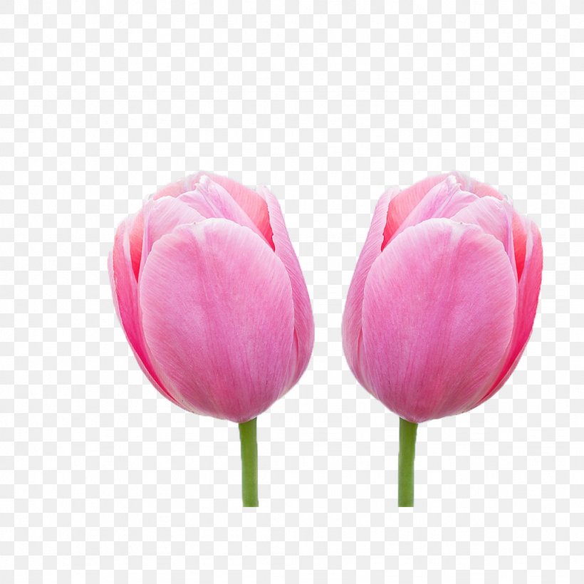 Tulip Flower High-definition Video Wallpaper, PNG, 1024x1024px, Tulip, Color, Cut Flowers, Display Resolution, Flower Download Free