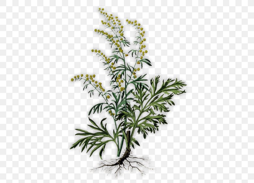 Absinthe Common Wormwood Herb Artemisia Pontica Plant, PNG, 518x591px, Absinthe, Bitters, Botanical Illustration, Botany, Branch Download Free