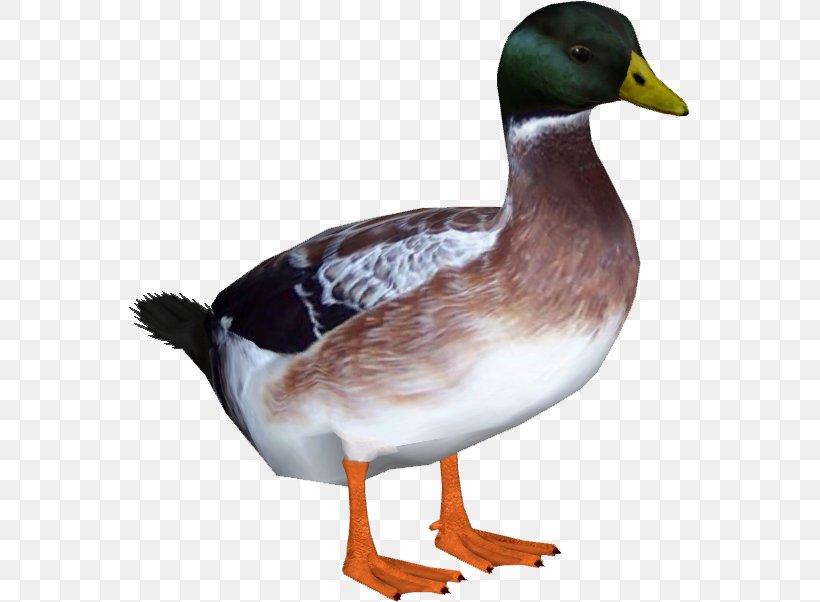 Indian Runner Duck Welsh Harlequin American Pekin Goose, PNG, 602x602px, Duck, American Pekin, Anatidae, Animal, Beak Download Free