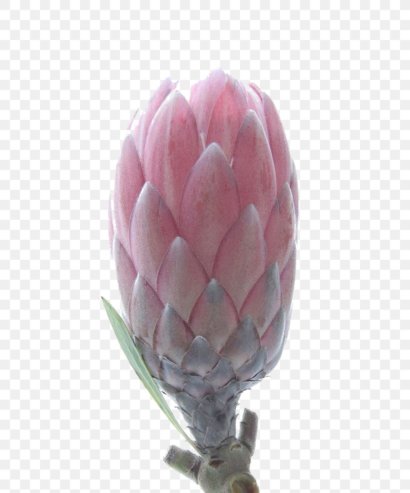 Protea Cynaroides Petal Flower Tulip Botanical Illustration, PNG, 658x987px, Protea Cynaroides, Botanical Illustration, Botany, Bud, Color Download Free