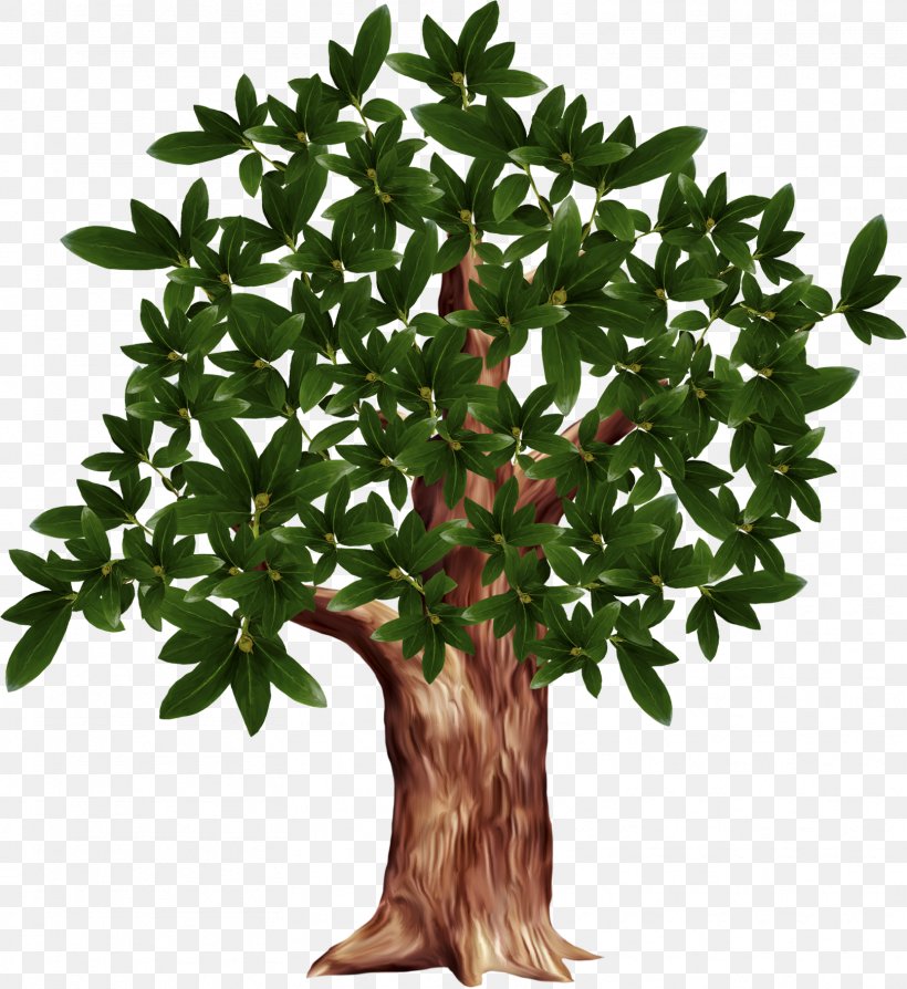 Tree Clip Art, PNG, 1616x1763px, Tree, Branch, Digital Image, Evergreen, Flowering Plant Download Free