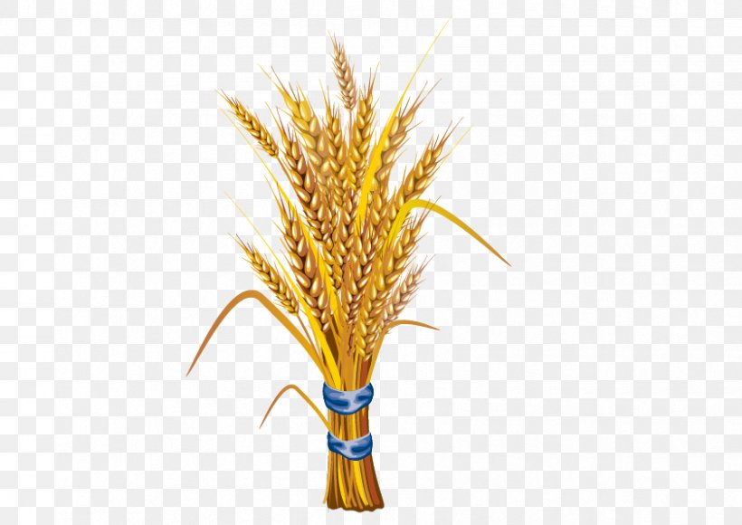 Wheat Stock Illustration Illustration, PNG, 842x596px, Wheat, Commodity, Drawing, Grain, Grass Download Free
