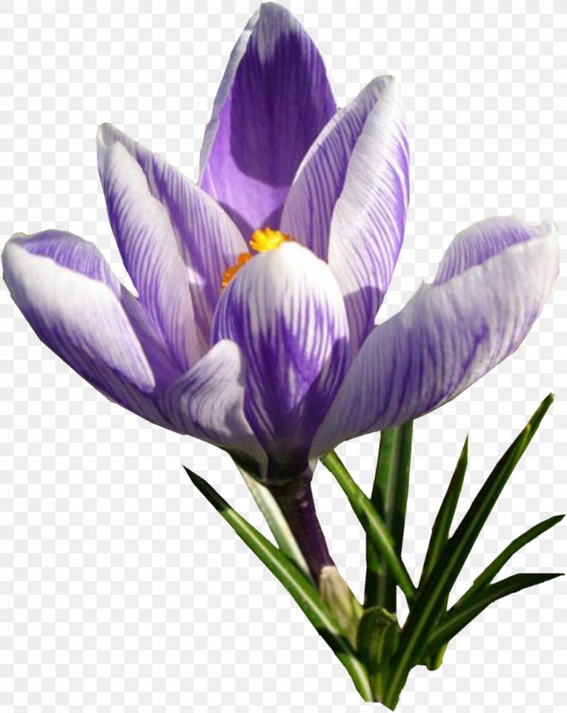 Autumn Crocus Crocus Speciosus Flower Saffron, PNG, 1018x1280px, Autumn Crocus, Colchicum Autumnale, Crocus, Crocus Speciosus, Flower Download Free