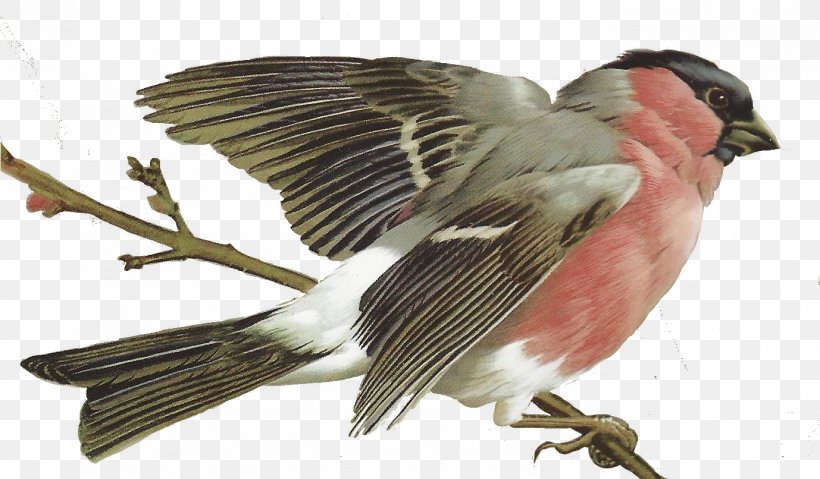 Bird Beak Wing Perching Bird Woodpecker Finch, PNG, 1378x806px, Bird, Beak, Chickadee, Eastern Kingbird, Perching Bird Download Free