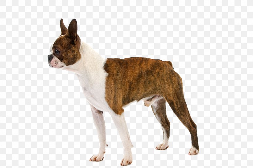 Boston Terrier Puppy Raincoat Pet Dog Breed, PNG, 1024x683px, Boston Terrier, Armilla Reflectora, Carnivoran, Coat, Dog Download Free