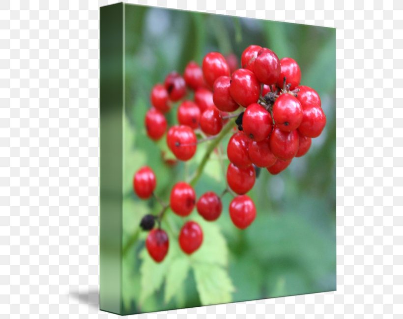 Lingonberry Zante Currant Shepherdia Cranberry, PNG, 562x650px, Lingonberry, Acerola Family, Aquifoliaceae, Aquifoliales, Auglis Download Free