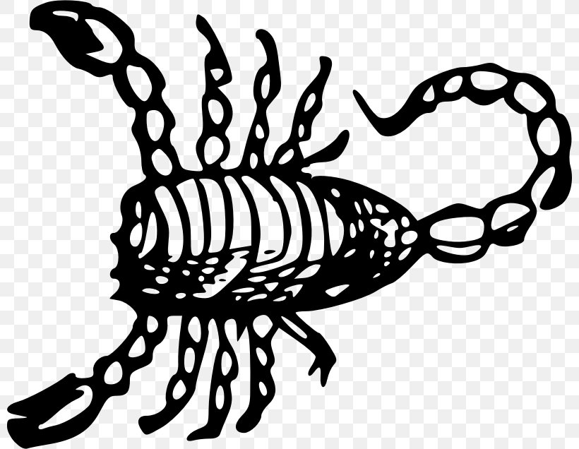 Scorpion Drawing Clip Art, PNG, 800x636px, Scorpion, Artwork, Black, Black And White, Diagram Download Free
