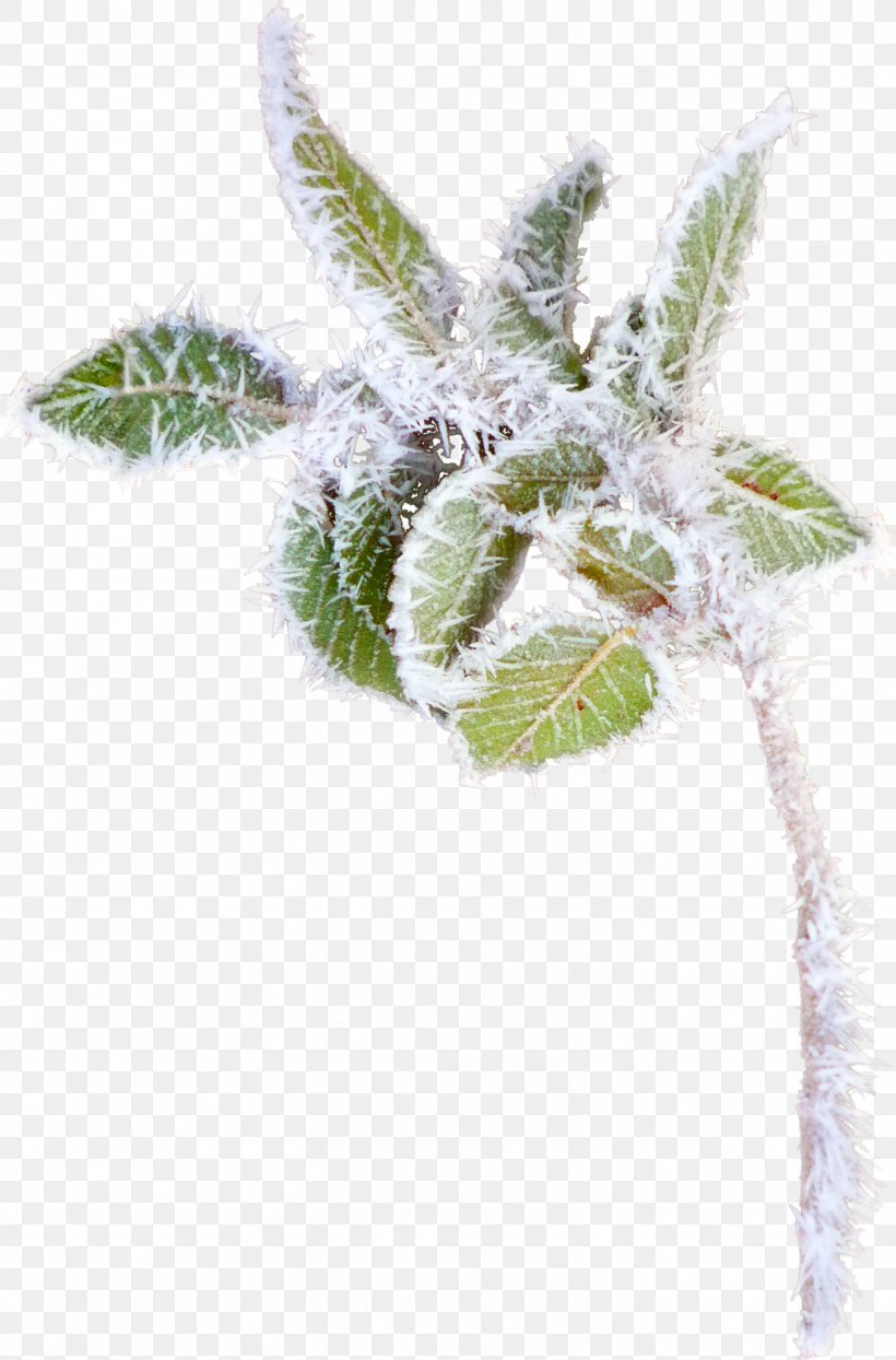 Branch Tree Leaf Clip Art, PNG, 1450x2200px, Branch, Flower, Garland, Leaf, Picture Frames Download Free