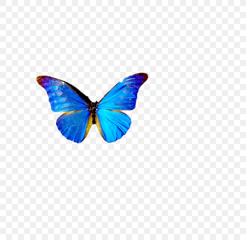 Butterfly Alphabet Insect T-shirt, PNG, 800x800px, Butterfly, Blue, Brush Footed Butterfly, Butterfly Alphabet, Computeraided Design Download Free