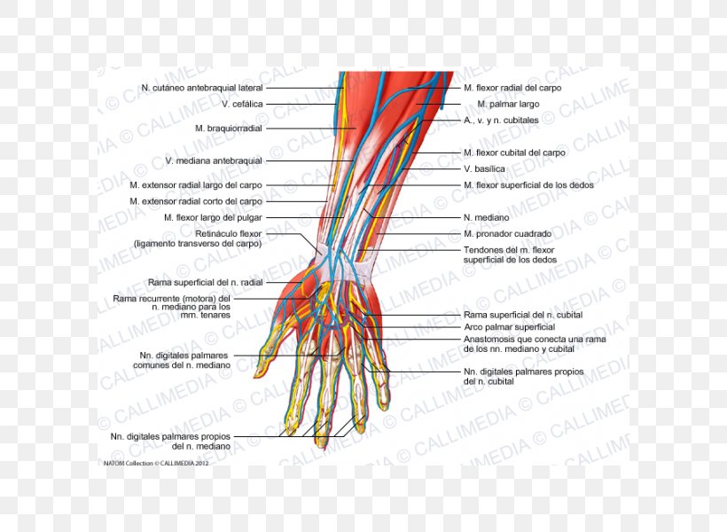 Forearm Radial Nerve Human Anatomy, PNG, 600x600px, Watercolor, Cartoon, Flower, Frame, Heart Download Free